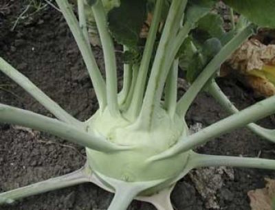 Bio-Kohlrabi -Superschmelz-