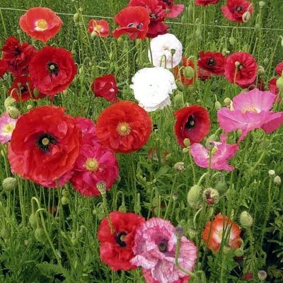 Bio-Seidenmohn-Mix (Papaver rhoeas)