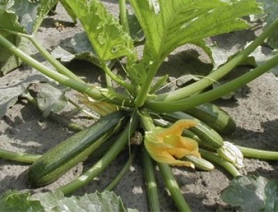 Bio-Zucchini Zarte Grne