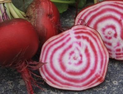 Bio-Rote Bete Chioggia