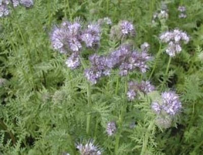 Bio-Phacelia tanacetifolia