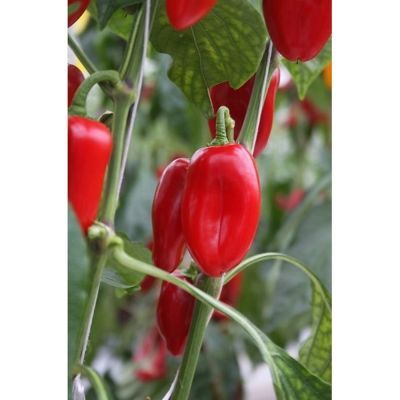 Bio-Snackpaprika Arwen Capsicum annuum