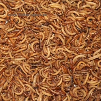 Gefrorene Buffalowürmer, 1000ml