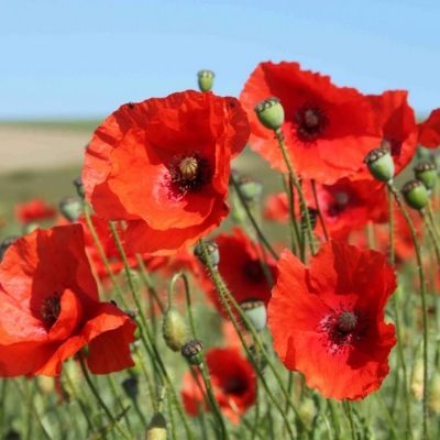 Bio-Klatschmohn rot
