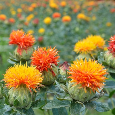 Bio-Frberdistel / Saflor (Carthamus tinctorius)