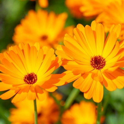 Bio-Ringelblume (Calendula officialls)