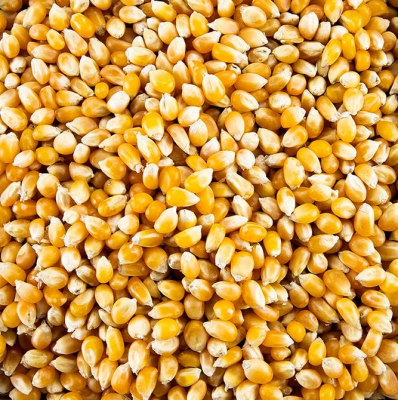 Futtermais/ Mais, ganze Krner