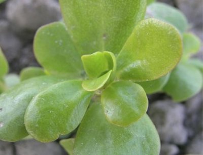 Bio-Sommerportulak (Portulaca oleracea) -MHD2025-