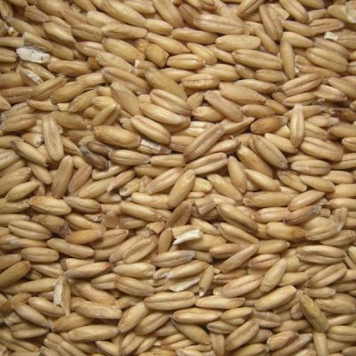 Haferkerne / Hafer geschlt, 1kg