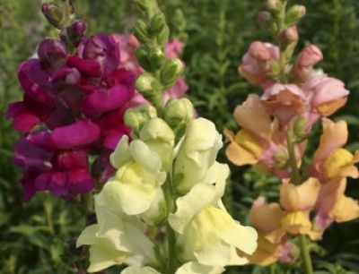 Bio-Lwenmulchen (Antirrhinum majus)