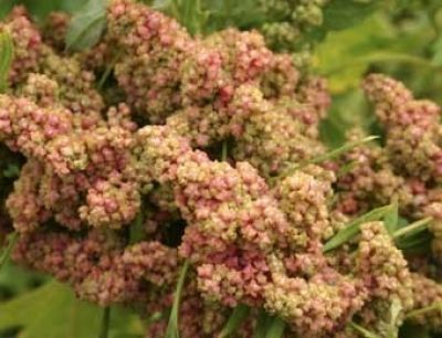 Bio-Quinoa / Reismelde (Chenopodium quinoa )