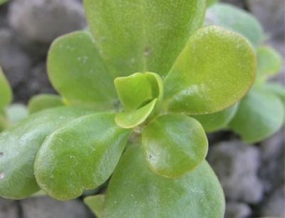 Bio-Sommerportulak (Portulaca oleracea)