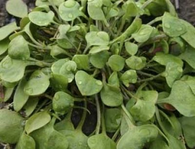 Bio-Winterportulak (Postelein Claytonia perfoliata)