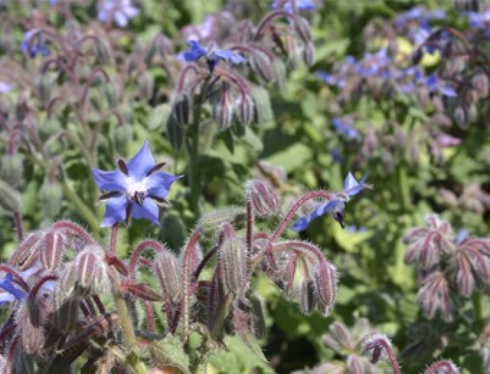 Bio-Borretsch mit essbaren Blüten Bio610 - Der Futter-Spatz