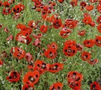 Bio-Klatschmohn Pierrot / Siebenpunkt