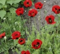 Bio-Klatschmohn Pierrot / Siebenpunkt