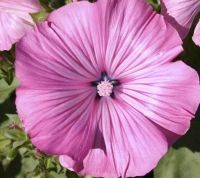 Bio-Bechermalve  (Lavatera trimestris)