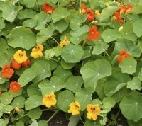 Bio-Kapuzinerkresse, rankend  (Tropaeolum majus)