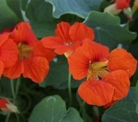 Bio-Kapuzinerkresse, rankend  (Tropaeolum majus)