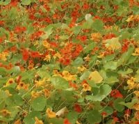 Bio-Kapuzinerkresse, rankend  (Tropaeolum majus)