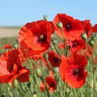 Bio-Klatschmohn rot