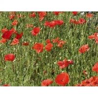 Bio-Klatschmohn rot