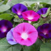 Bio-Prunkwinde / Trichterwinde (Ipomoea purpurea)