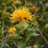 Bio-Frberdistel / Saflor (Carthamus tinctorius)