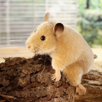 Hamster 