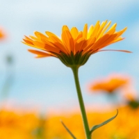 Bio-Ringelblume (Calendula officialls)