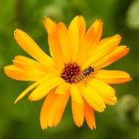 Bio-Ringelblume (Calendula officialls)