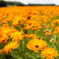 Bio-Ringelblume (Calendula officialls)