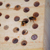 Insektennistholz von Schwegler