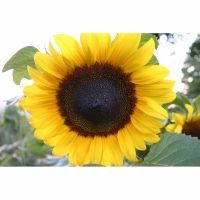 Bio-Riesensonnenblume -groblumig-