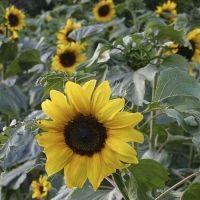 Bio-Riesensonnenblume -groblumig-