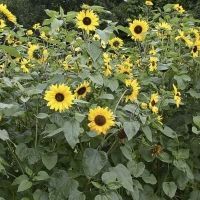 Bio-Sonnenblume, mittel