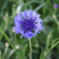 Bio-echte Kornblume (Centaurea Cyanus)