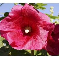 Bio-Stockrosen, einfache Prachtmischung (Alcea rosea)