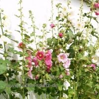 Bio-Stockrosen, einfache Prachtmischung (Alcea rosea)