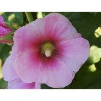 Bio-Stockrosen, einfache Prachtmischung (Alcea rosea)