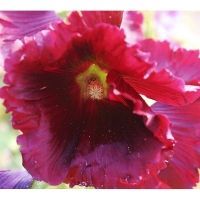 Bio-Stockrosen, einfache Prachtmischung (Alcea rosea)