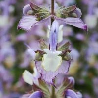 Bio-Violetter Muskatellersalbei (Salvia sclarea)