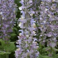 Bio-Violetter Muskatellersalbei (Salvia sclarea)