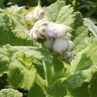 Bio-Violetter Muskatellersalbei (Salvia sclarea)