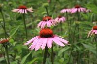 Bio-Echter Roter Sonnenhut (Echinacea purpurea)