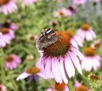 Bio-Echter Roter Sonnenhut (Echinacea purpurea)