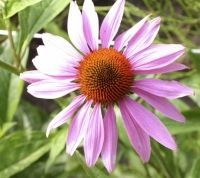 Bio-Echter Roter Sonnenhut (Echinacea purpurea)