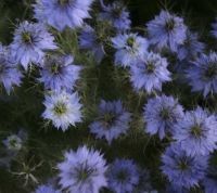 Bio-Jungfer im Grnen (Nigella damascena)