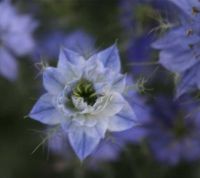 Bio-Jungfer im Grnen (Nigella damascena)